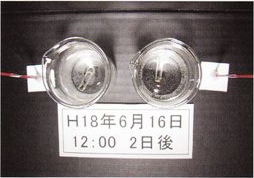 H18年6月16日 2日後(電解水素水)